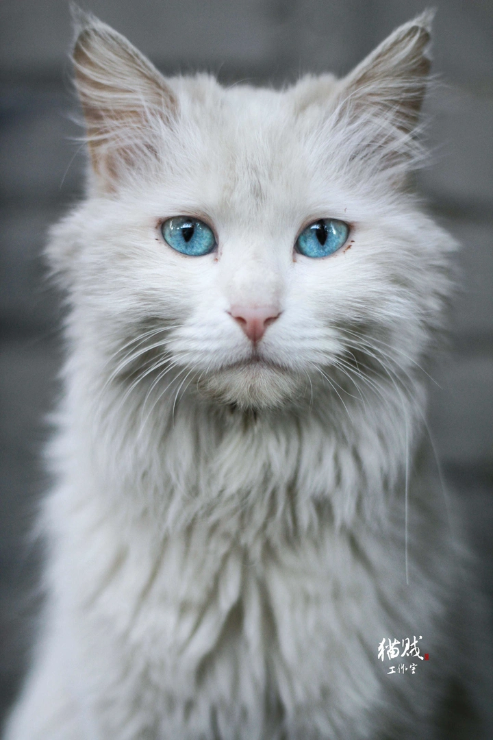 北京胡同的猫～中华长毛大白猫