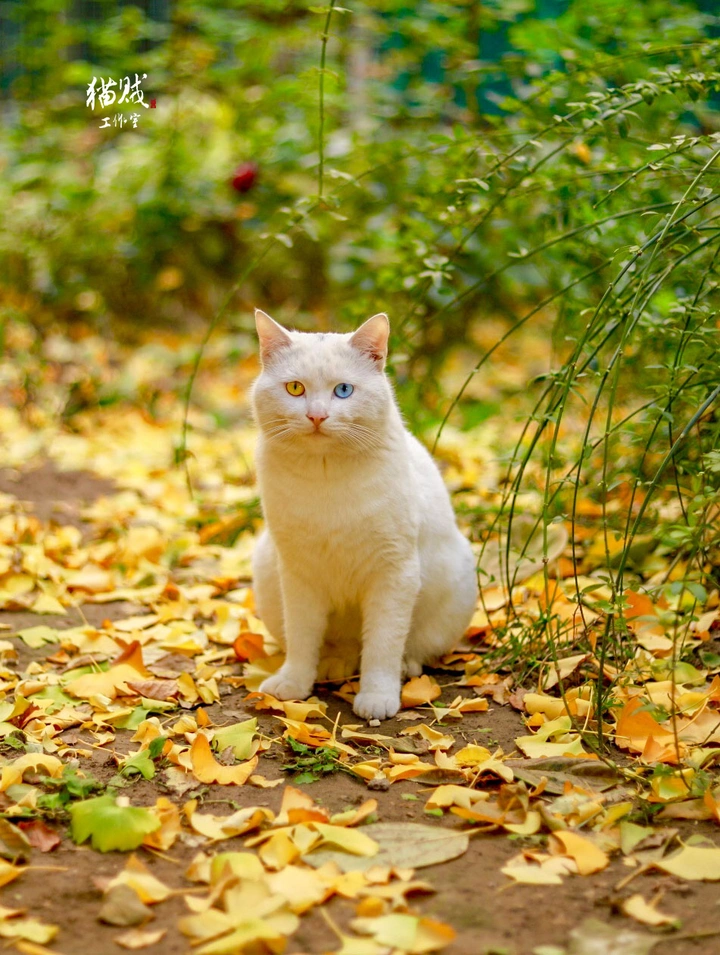 北京胡同的猫🐈异瞳白猫