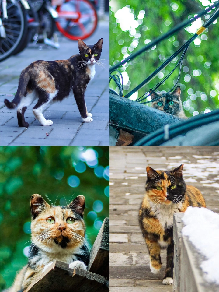 北京胡同的猫🐈丑萌的玳瑁猫