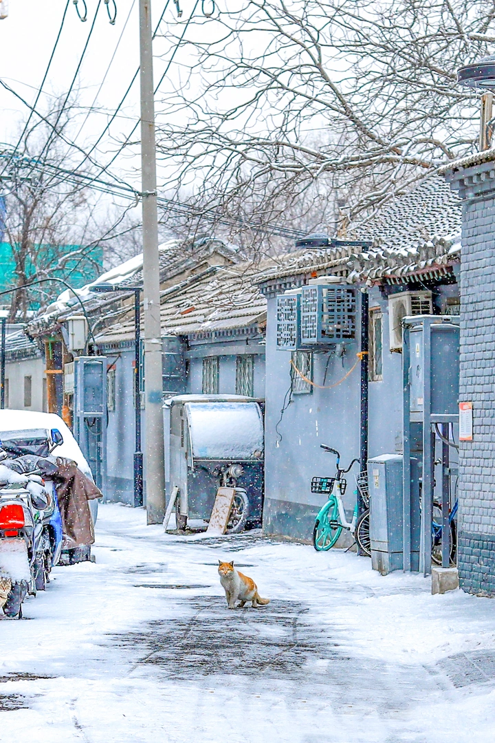 北京胡同雪中橘猫🐱❄️
