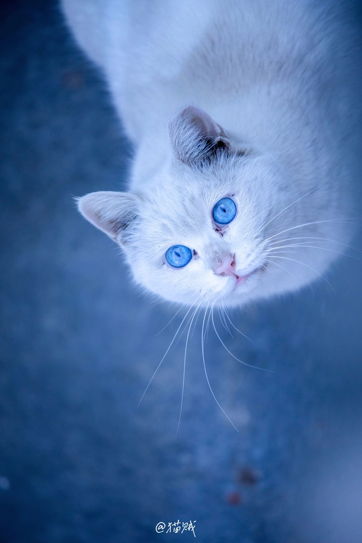 盛世美颜小猫咪🐱