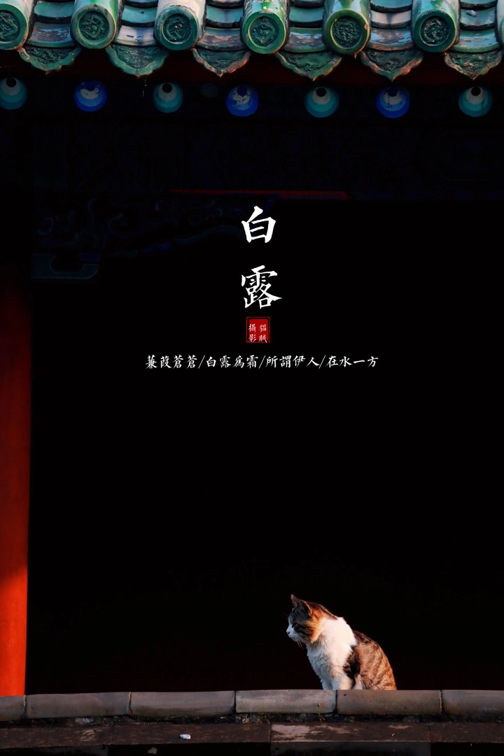 二十四节气之白露喵🐈