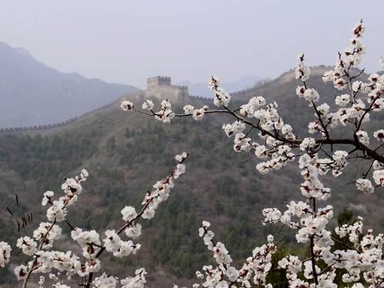 树的分枝 前方有山丘和城堡的景色 开有白色花朵