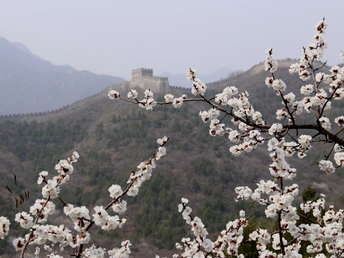 树的分枝 前方有山丘和城堡的景色 开有白色花朵
