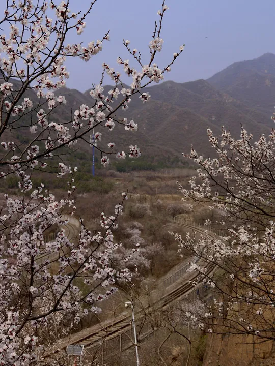 一棵盛开的花树 背景是山脉。