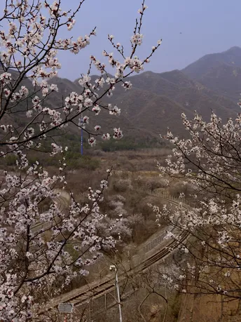 一棵盛开的花树 背景是山脉。