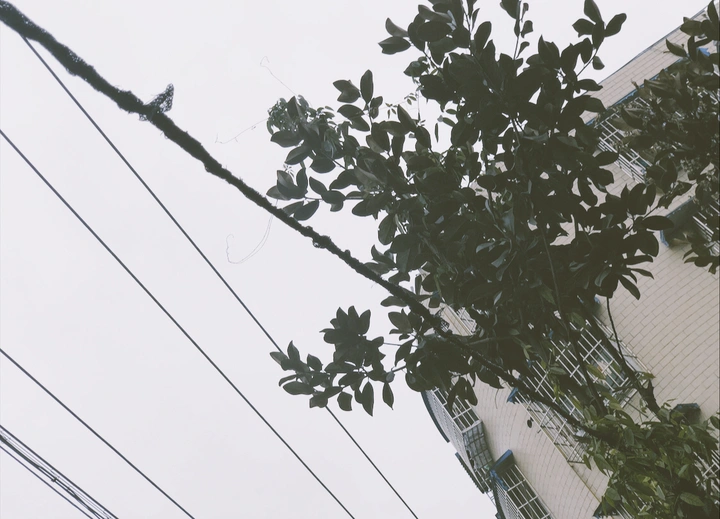 Leaf