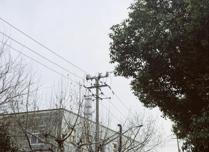 tree