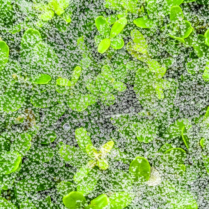 『水珍珠』