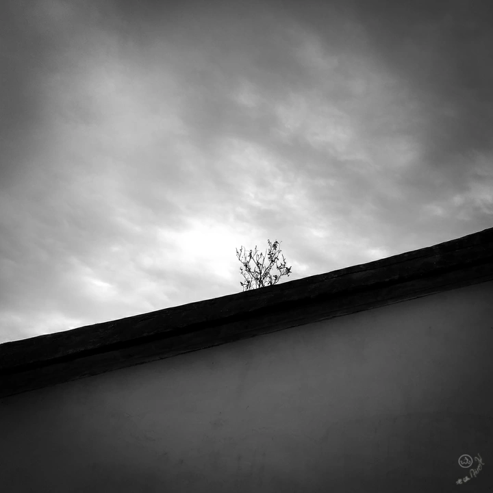 『倔强的小树』