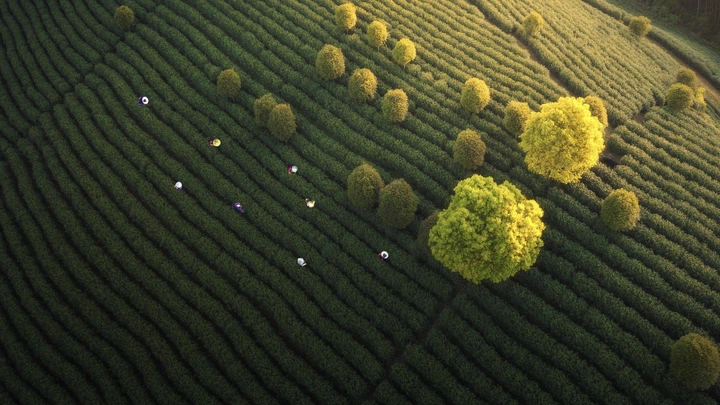 清明采茶