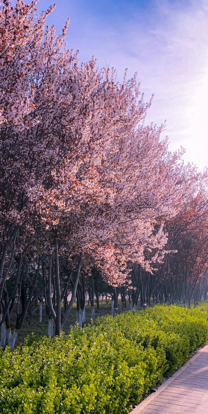 花之隙，春意盎然