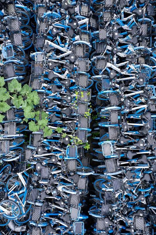 自行车和植物制成的墙