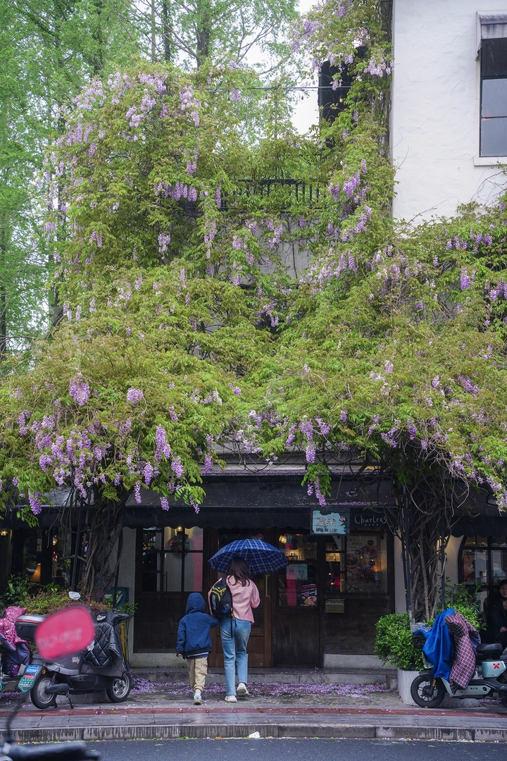小店紫藤
