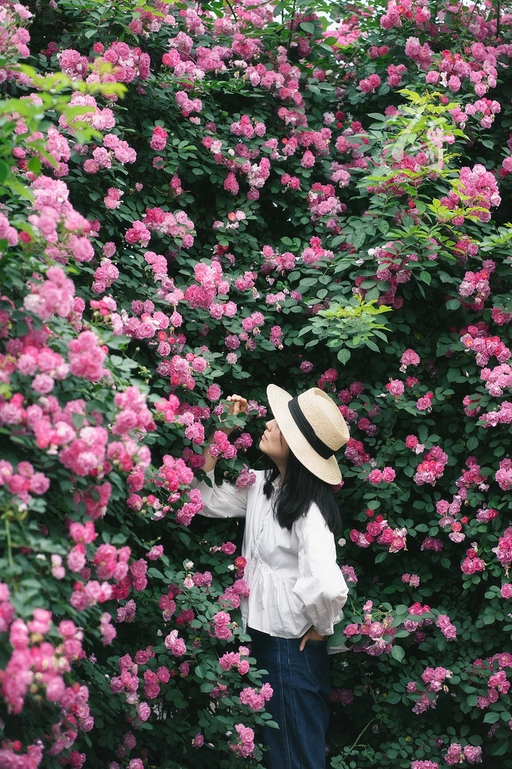蔷薇少女
