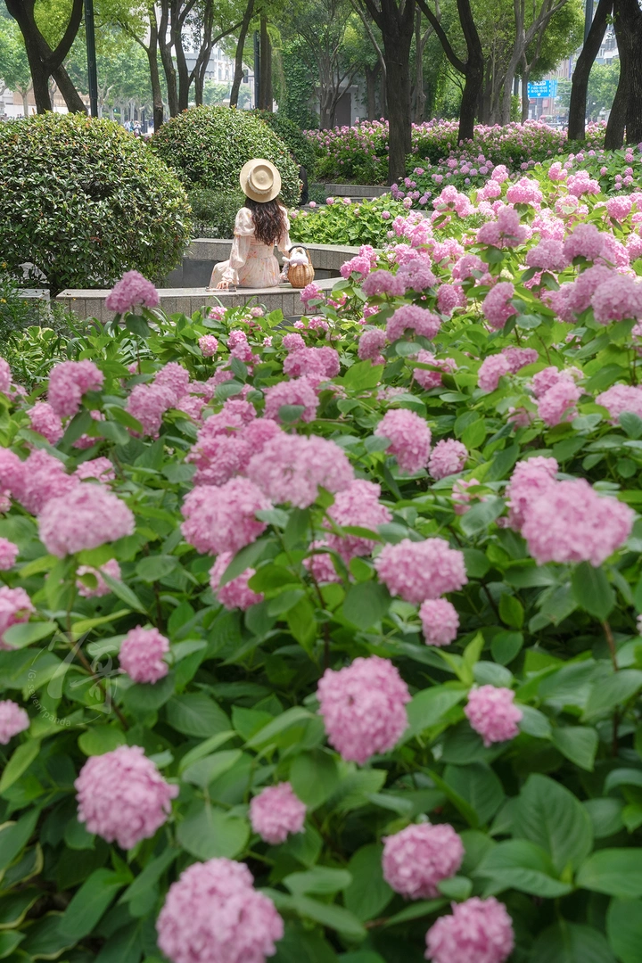 绣球花