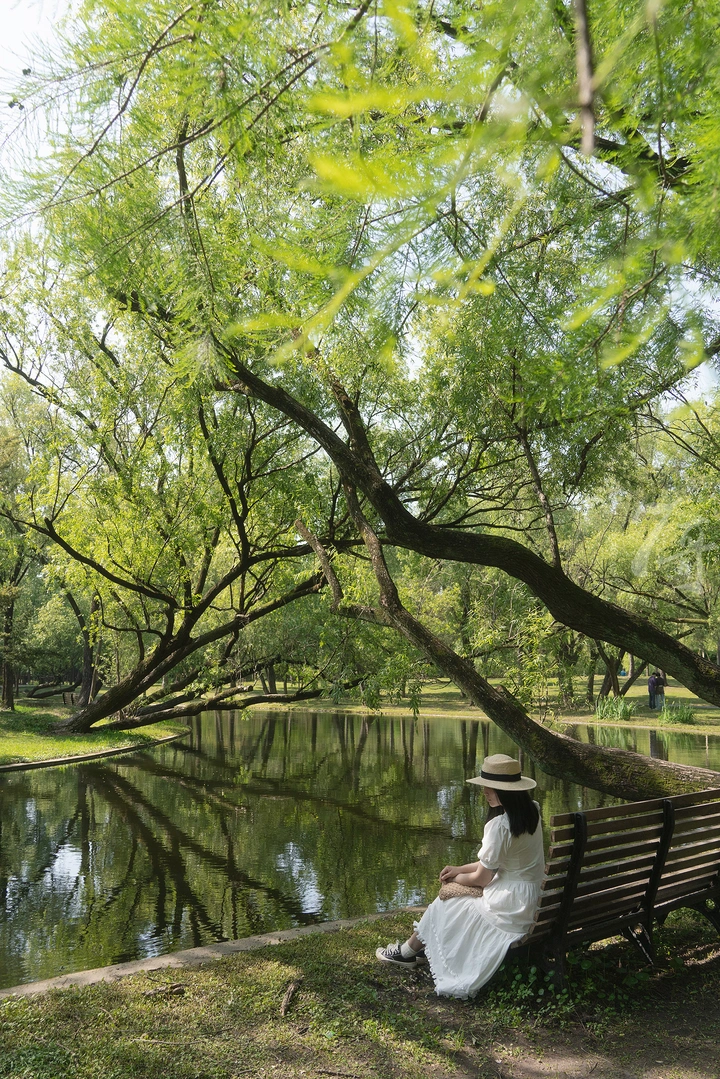 🌳共青