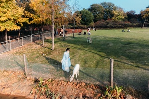 一个有围栏的区域和一个穿蓝色衣服的女人正在遛一只白色狗。