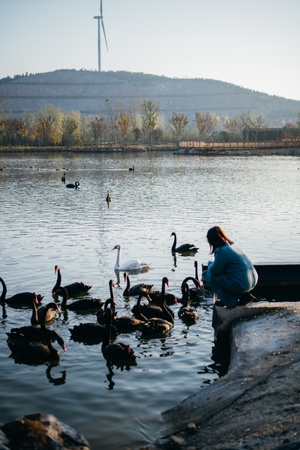 一位女士在湖中喂养鸭子和天鹅。