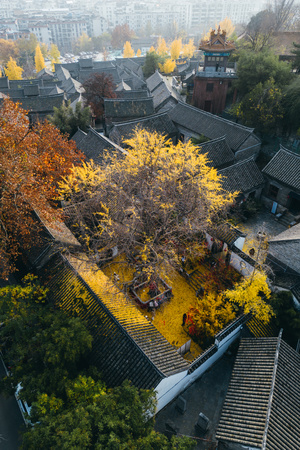 城市秋天的屋顶、屋顶和树木的 aerial view