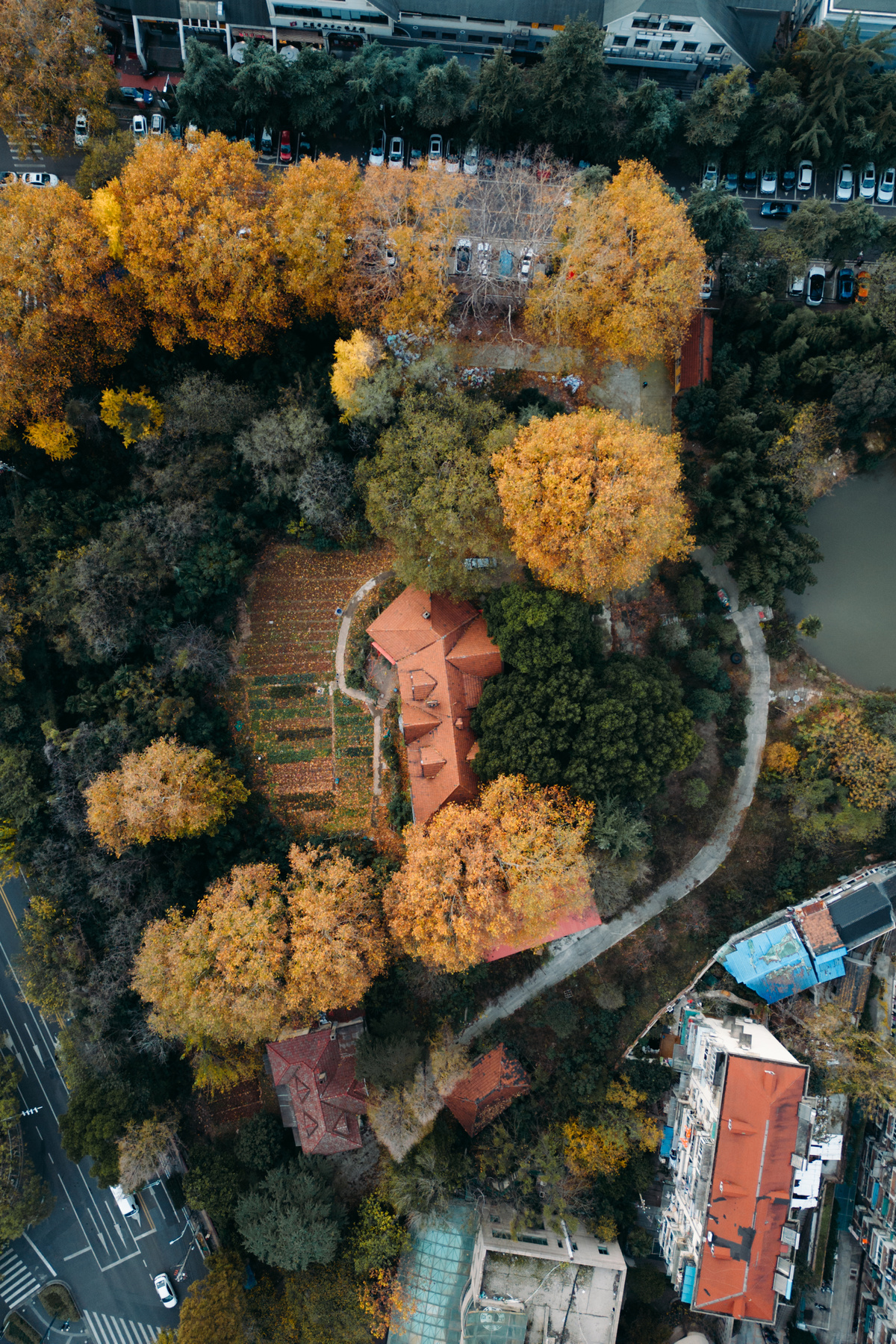 城市被树木环绕的 aerial photo