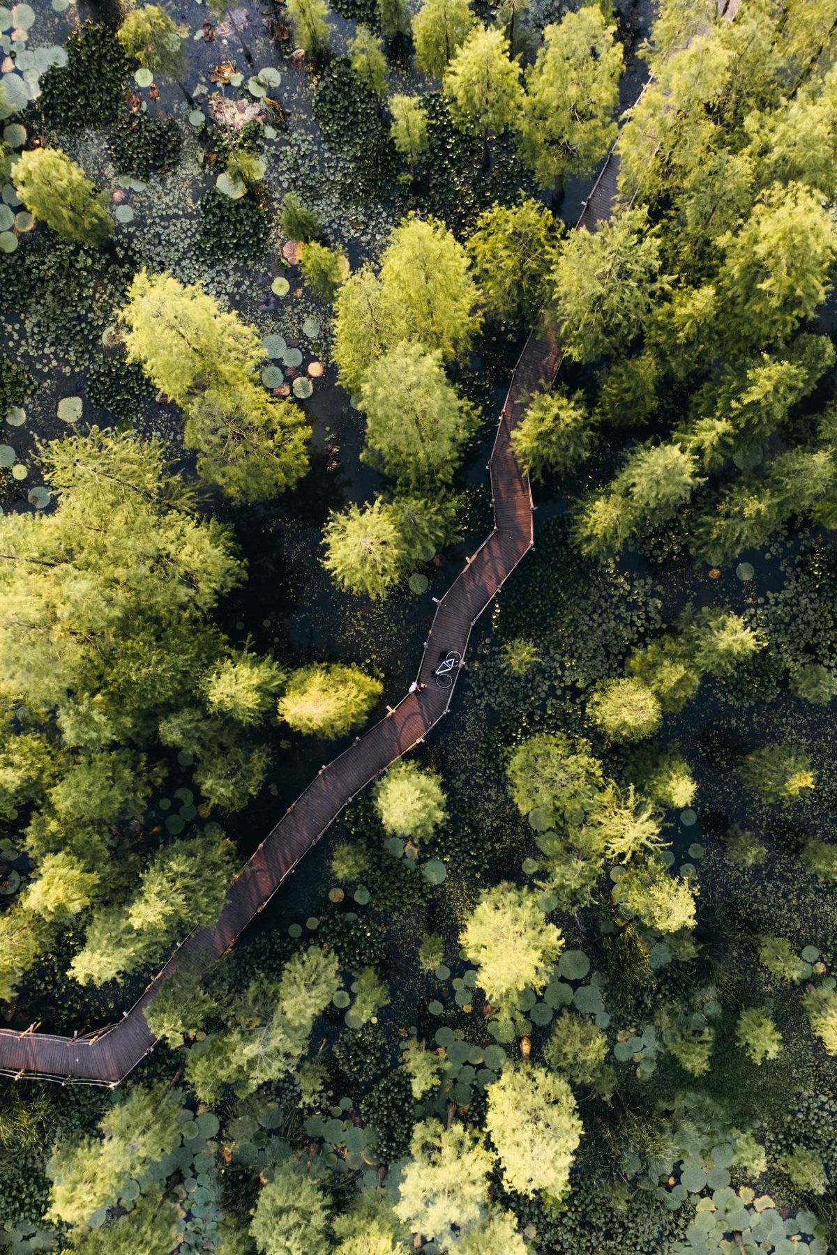 环绕着绿树的公路 aerial of a road surrounded by green tree