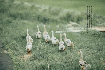 一群白鸭子站在郁郁葱葱的绿地上