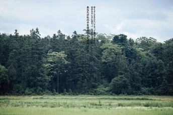 绿草如茵 背景是高大的树木
