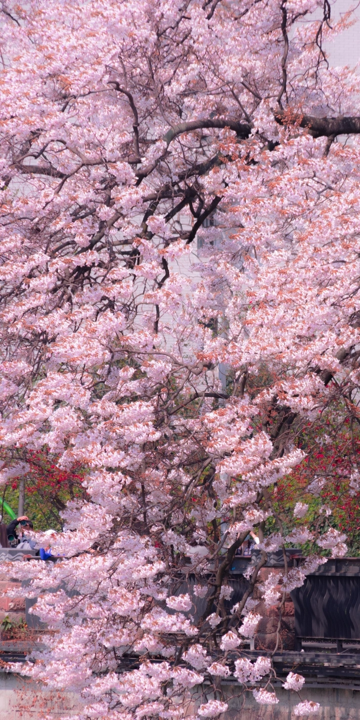 3月成都泡桐花