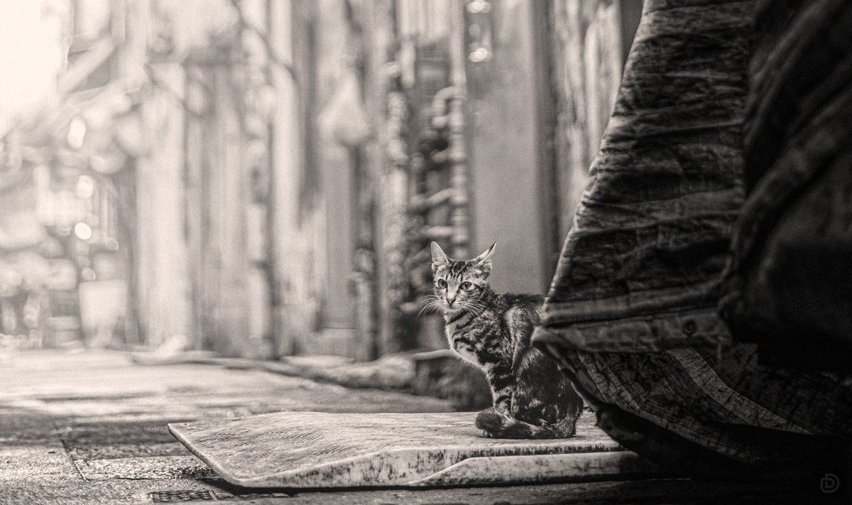 一张黑白照片 一个人正在街上走 一只猫坐在他们的脚下。