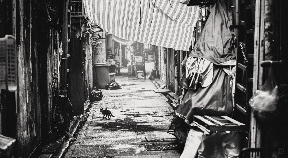 一个人在雨伞下带着一只猫走在一个狭窄的巷子里