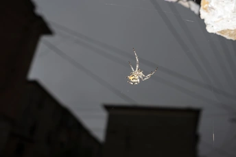 夜幕降临 一只蜘蛛在其网中悬挂在建筑物外窗上。