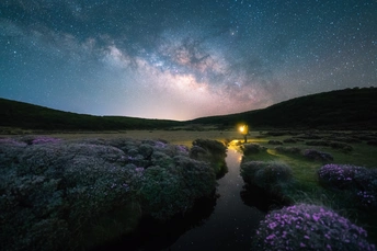 夜晚的紫色花朵田地 天空中繁星闪烁