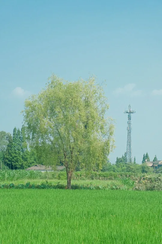 一片绿色的草地 背景中有一根电线杆。