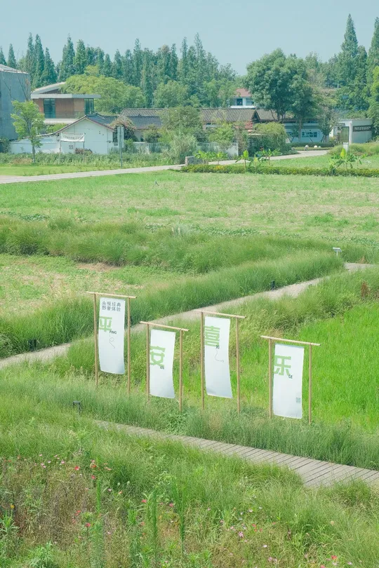 中间长满绿草的田野