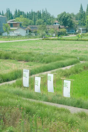 中间长满绿草的田野