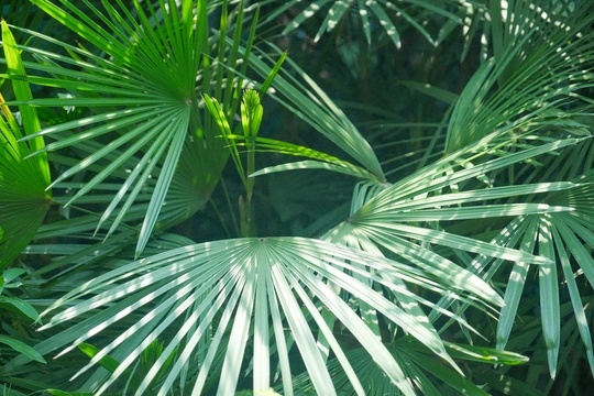 棕榈树和其他热带植物在森林中