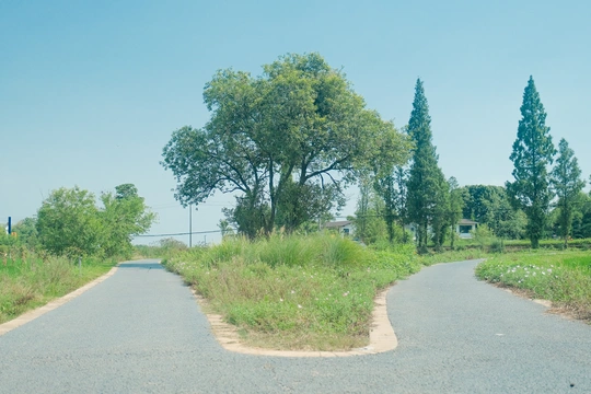 空荡荡的道路 长着草 长着树 还有一个交通标志。
