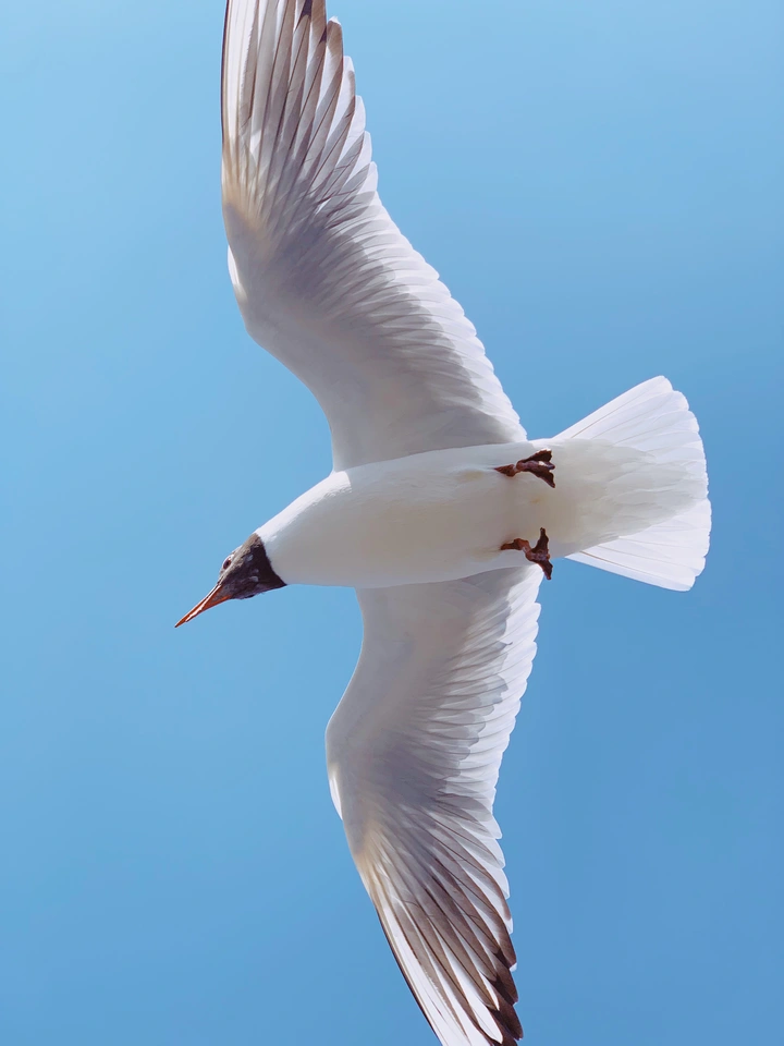 疫情后看海鸥
