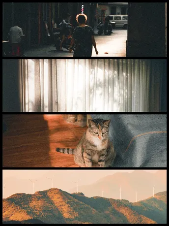 一系列照片展示了一只猫坐在地上