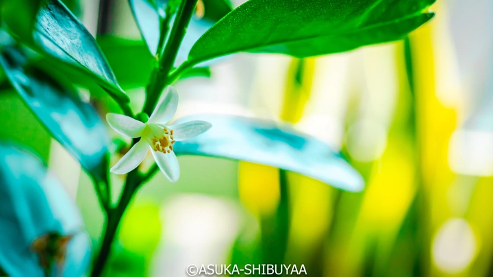 花 开了