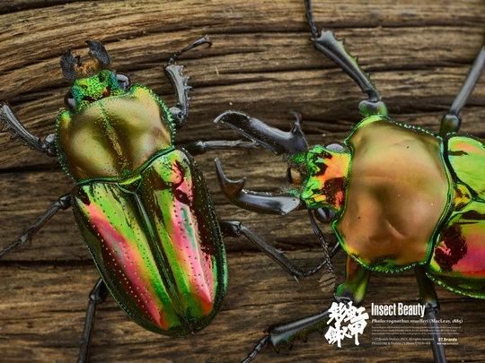 a close up of a green beetle on a green background