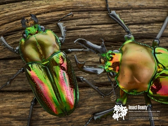 a close up of a green beetle on a green background
