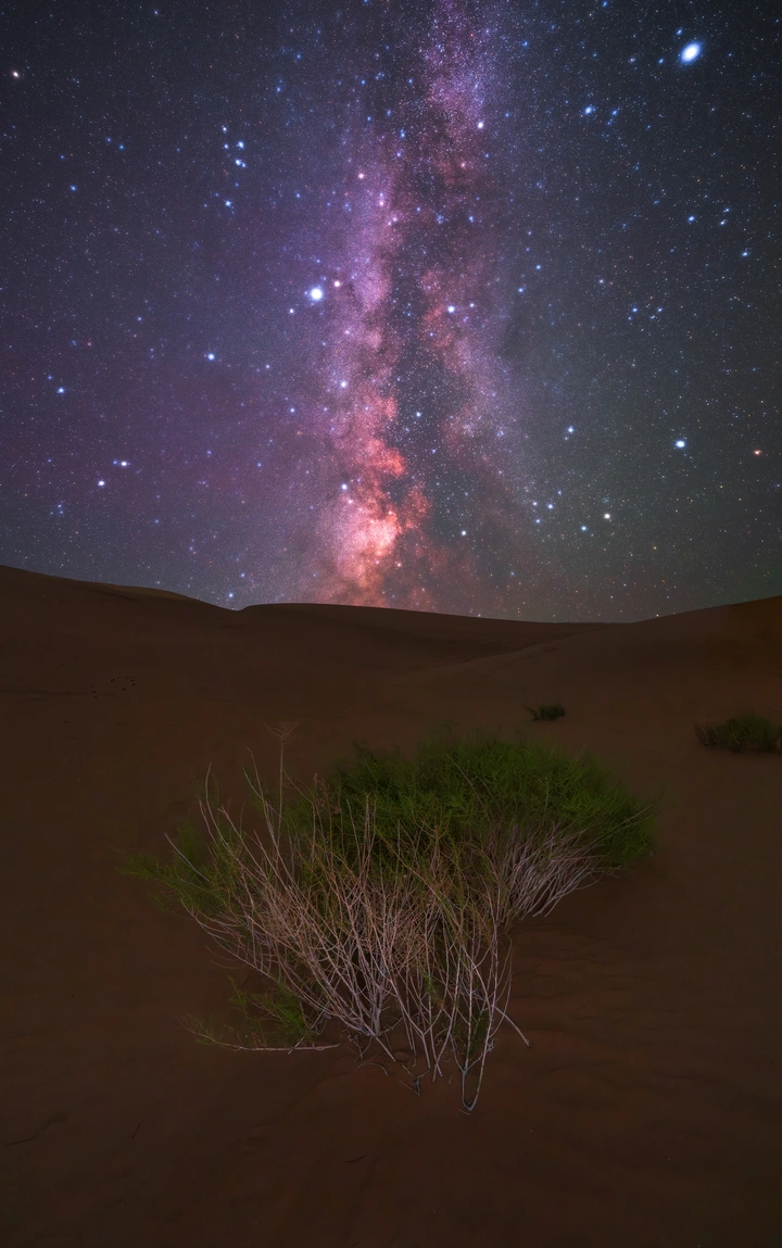 繁星下的沙漠生机