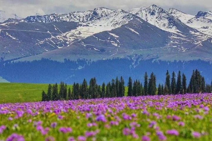 喀拉峻鲜花草地
