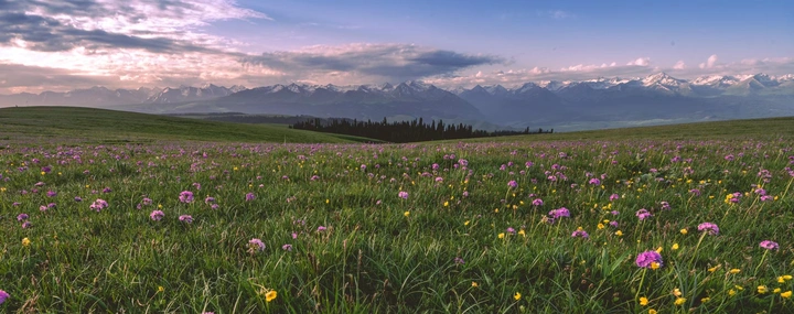 喀拉峻鲜花草地