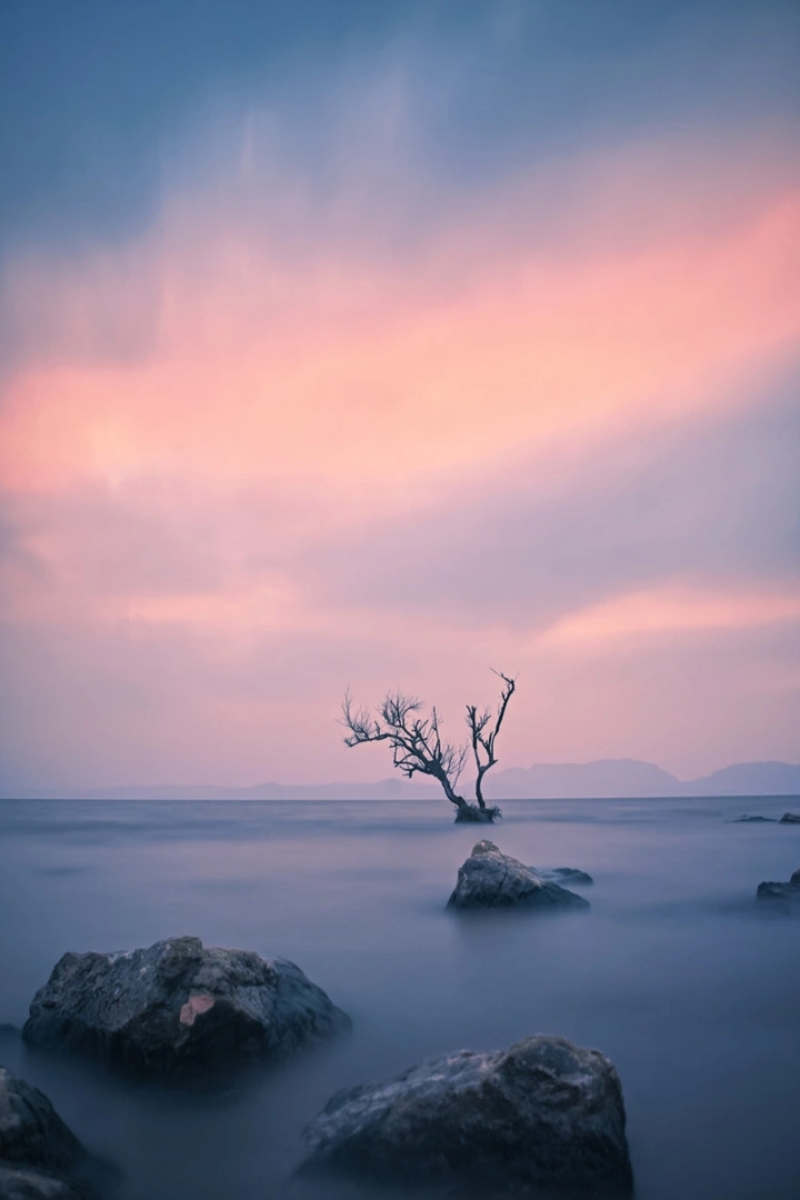这棵树还能坚持多久