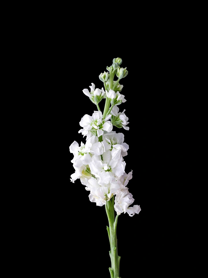 鲜花紫罗兰