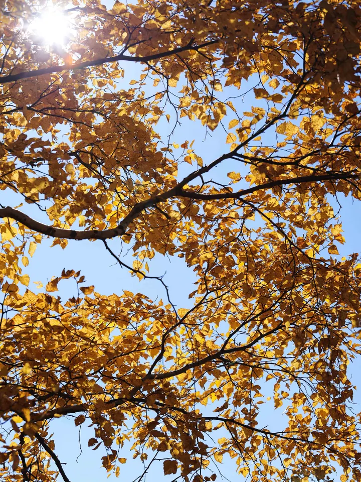 阳光下闪闪发光的秋天金黄色树叶叶子