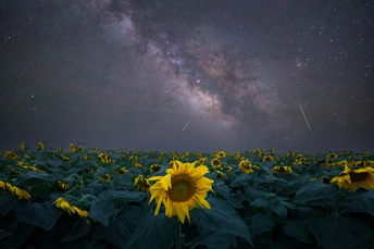 英仙座流星雨与向日葵